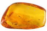 Fossil Harvestman (Opilones) In Baltic Amber #93978-1